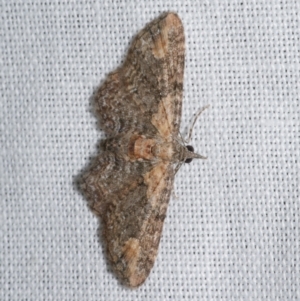 Chloroclystis pallidiplaga at Freshwater Creek, VIC - 21 Oct 2022