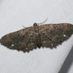 Eccymatoge callizona (White-spotted Carpet) at Freshwater Creek, VIC - 21 Oct 2022 by WendyEM