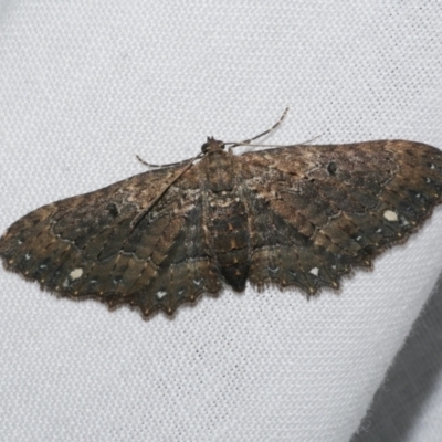 Eccymatoge callizona (White-spotted Carpet) at Freshwater Creek, VIC - 21 Oct 2022 by WendyEM