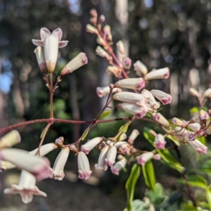 Pandorea pandorana at Long Beach, NSW - 4 Aug 2024 02:12 PM