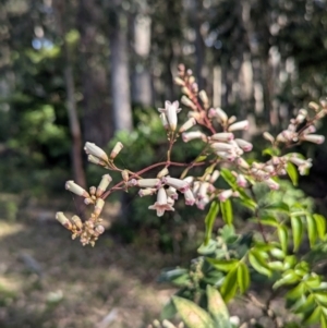 Pandorea pandorana at Long Beach, NSW - 4 Aug 2024