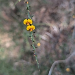 Daviesia ulicifolia subsp. ulicifolia (Gorse Bitter-pea) at Long Beach, NSW - 4 Aug 2024 by HelenCross