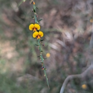 Daviesia ulicifolia subsp. ulicifolia at Long Beach, NSW - 4 Aug 2024