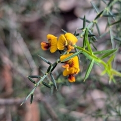 Daviesia ulicifolia subsp. ulicifolia at Long Beach, NSW - 4 Aug 2024