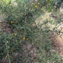 Daviesia ulicifolia subsp. ulicifolia at Long Beach, NSW - 4 Aug 2024