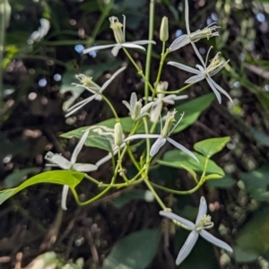 Clematis sp. at Long Beach, NSW - 4 Aug 2024 01:12 PM