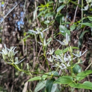 Clematis sp. at Long Beach, NSW - 4 Aug 2024 01:12 PM