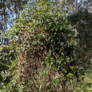 Clematis sp. at Long Beach, NSW - 4 Aug 2024 01:12 PM