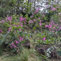 Indigofera australis subsp. australis (Australian Indigo) at Long Beach, NSW - 4 Aug 2024 by HelenCross