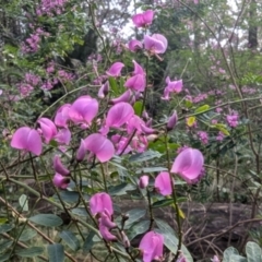 Indigofera australis subsp. australis at Long Beach, NSW - 4 Aug 2024 01:11 PM