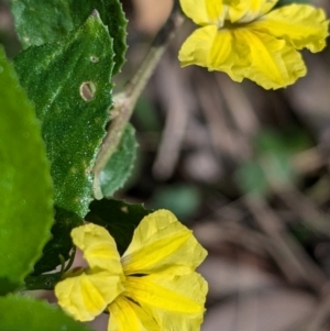 Goodenia ovata at Long Beach, NSW - 4 Aug 2024 01:26 PM