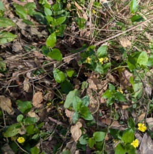 Goodenia ovata at Long Beach, NSW - 4 Aug 2024 01:26 PM