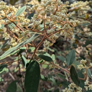 Pomaderris ferruginea at Long Beach, NSW - 4 Aug 2024