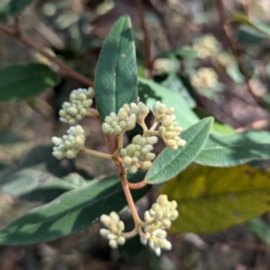 Pomaderris ferruginea at Long Beach, NSW - 4 Aug 2024