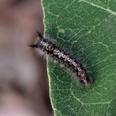 Lymantriinae (subfamily) (Unidentified tussock moths) at Long Beach, NSW - 4 Aug 2024 by HelenCross