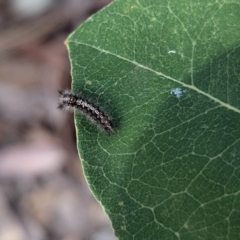 Lymantriinae (subfamily) at Long Beach, NSW - 4 Aug 2024 01:47 PM