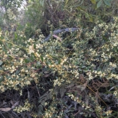 Acacia myrtifolia (Myrtle Wattle) at Long Beach, NSW - 3 Aug 2024 by HelenCross