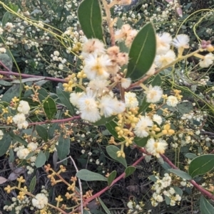 Acacia myrtifolia at Long Beach, NSW - 3 Aug 2024