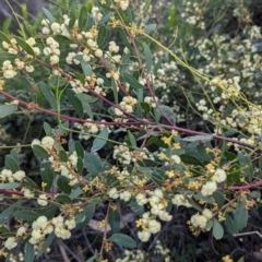 Acacia myrtifolia at Long Beach, NSW - 3 Aug 2024