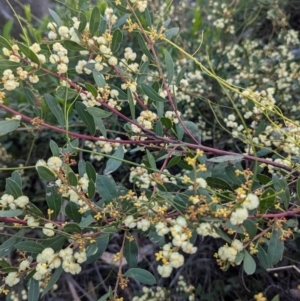 Acacia myrtifolia at Long Beach, NSW - 3 Aug 2024 04:15 PM