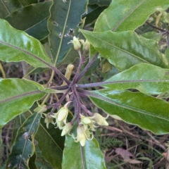 Pittosporum undulatum (Sweet Pittosporum) at Long Beach, NSW - 3 Aug 2024 by HelenCross