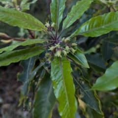 Pittosporum undulatum at Long Beach, NSW - 3 Aug 2024 04:07 PM