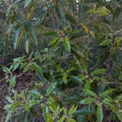 Pittosporum undulatum at Long Beach, NSW - 3 Aug 2024