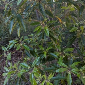 Pittosporum undulatum at Long Beach, NSW - 3 Aug 2024 04:07 PM