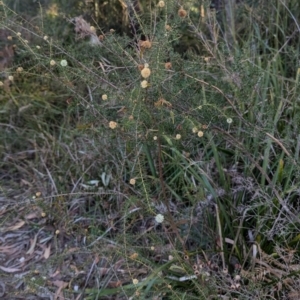 Acacia ulicifolia at Long Beach, NSW - 3 Aug 2024 04:07 PM