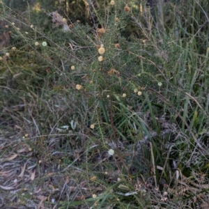 Acacia ulicifolia at Long Beach, NSW - 3 Aug 2024