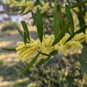 Acacia longifolia subsp. longifolia at Long Beach, NSW - 3 Aug 2024 04:05 PM