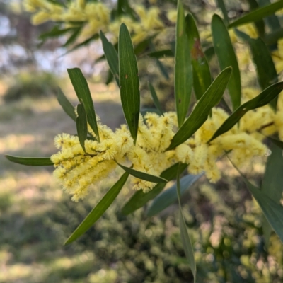 Acacia longifolia subsp. longifolia (Sydney Golden Wattle) at Long Beach, NSW - 3 Aug 2024 by HelenCross