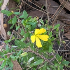 Hibbertia aspera subsp. aspera at Long Beach, NSW - 3 Aug 2024 by HelenCross