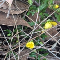 Hibbertia aspera subsp. aspera at Long Beach, NSW - 3 Aug 2024