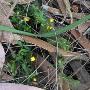 Hibbertia aspera subsp. aspera at Long Beach, NSW - 3 Aug 2024