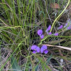 Hardenbergia violacea (False Sarsaparilla) at Long Beach, NSW - 3 Aug 2024 by HelenCross