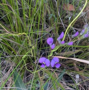 Hardenbergia violacea at Long Beach, NSW - 3 Aug 2024