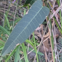 Hardenbergia violacea at Long Beach, NSW - 3 Aug 2024 04:02 PM