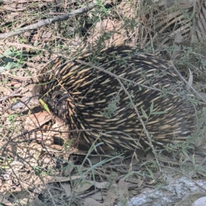 Tachyglossus aculeatus at South Durras, NSW - 3 Aug 2024