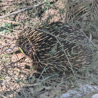 Tachyglossus aculeatus (Short-beaked Echidna) at South Durras, NSW - 3 Aug 2024 by HelenCross