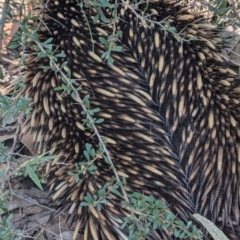 Tachyglossus aculeatus at South Durras, NSW - 3 Aug 2024 01:33 PM