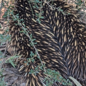 Tachyglossus aculeatus at South Durras, NSW - 3 Aug 2024