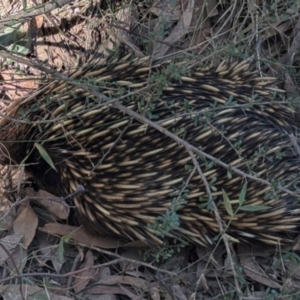 Tachyglossus aculeatus at South Durras, NSW - 3 Aug 2024 01:33 PM