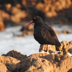 Haematopus fuliginosus at Long Beach, NSW - suppressed