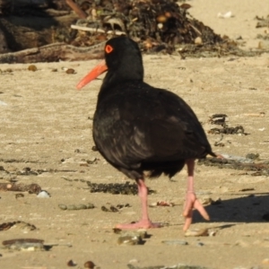 Haematopus fuliginosus at Long Beach, NSW - suppressed