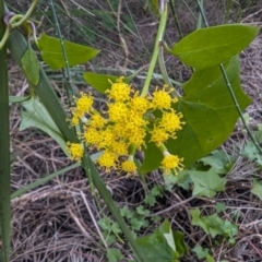 Delairea odorata (Cape Ivy) at Surfside, NSW - 2 Aug 2024 by HelenCross