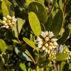 Aegiceras corniculatum (River Mangrove) at Surfside, NSW - 2 Aug 2024 by HelenCross