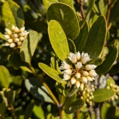 Aegiceras corniculatum (River Mangrove) at Surfside, NSW - 2 Aug 2024 by HelenCross