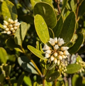 Aegiceras corniculatum at Surfside, NSW - 2 Aug 2024