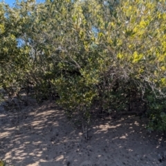 Aegiceras corniculatum at Surfside, NSW - 2 Aug 2024 02:07 PM